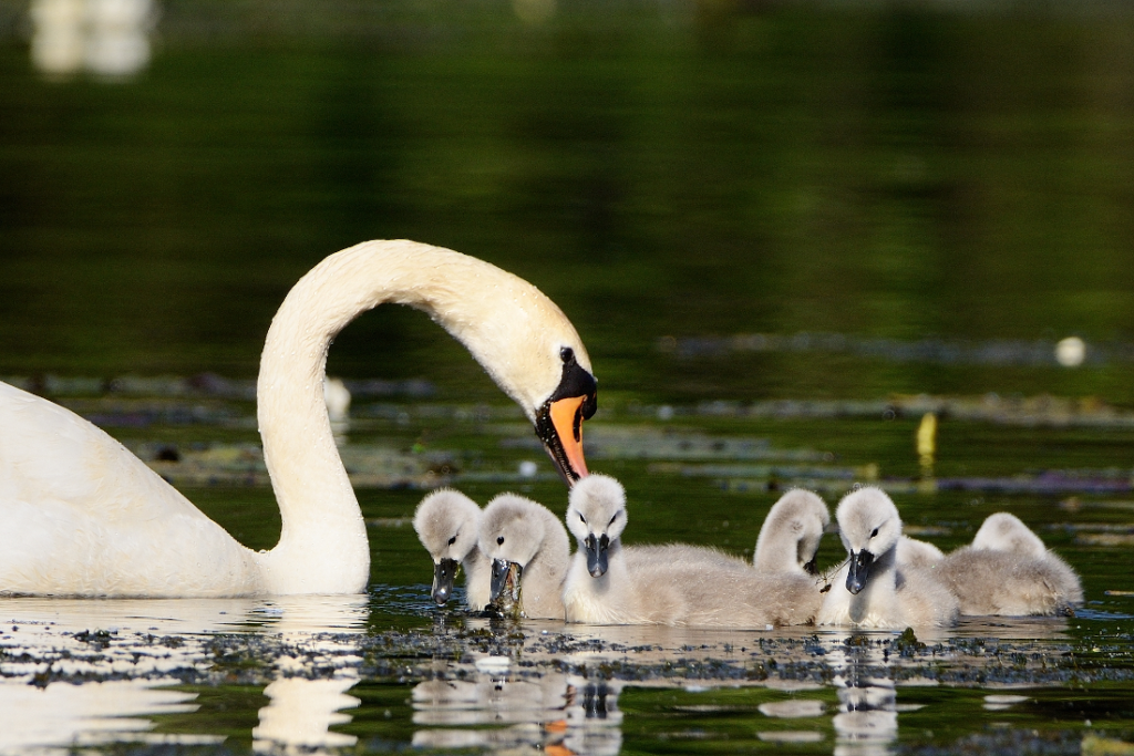 Schwan Familie