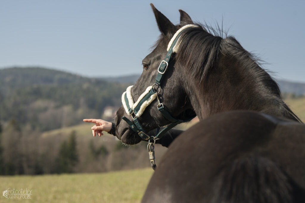 Selbsterfahrung mit Pferd