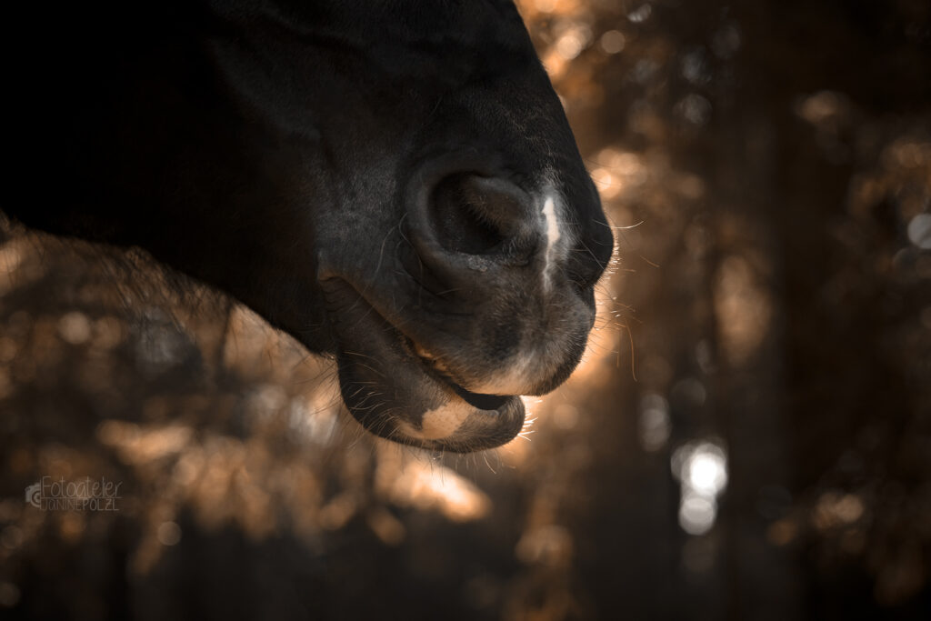 Entspannung mit Pferd